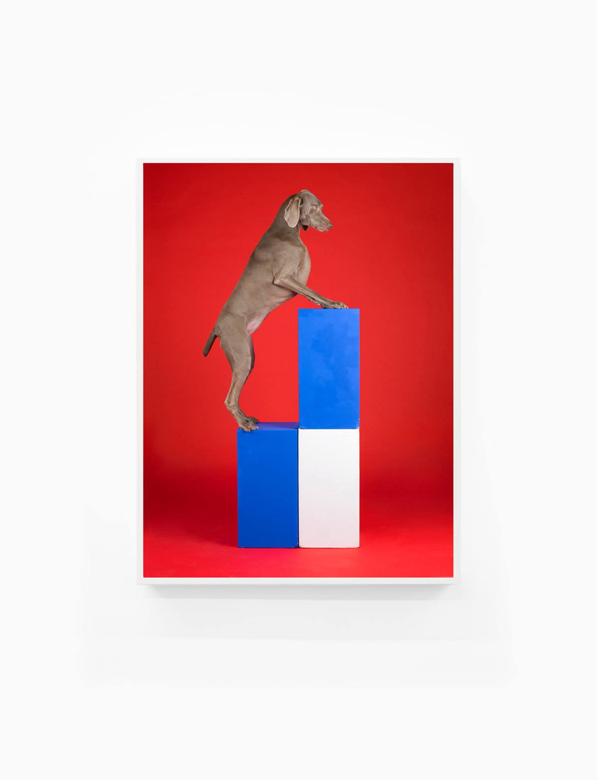 William-Wegman,-Blocked,-2014,-Pigment-print,-30-x-23-inches,-Huxley-Parlour