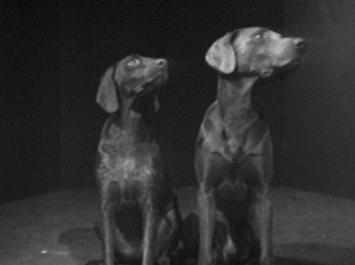 William Wegman, Dog Duet, 1975