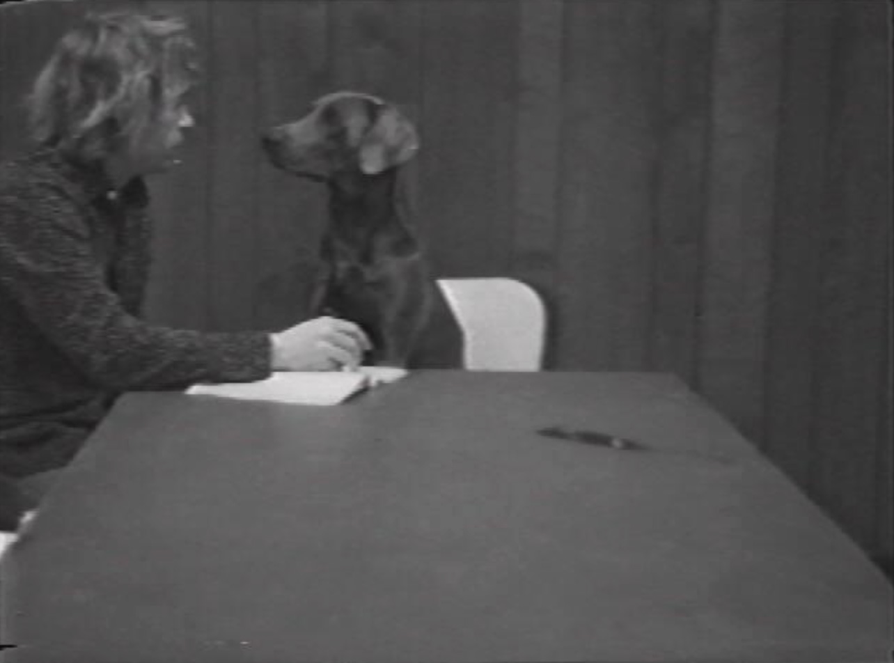 William Wegman, Spelling Lesson, 1973-74