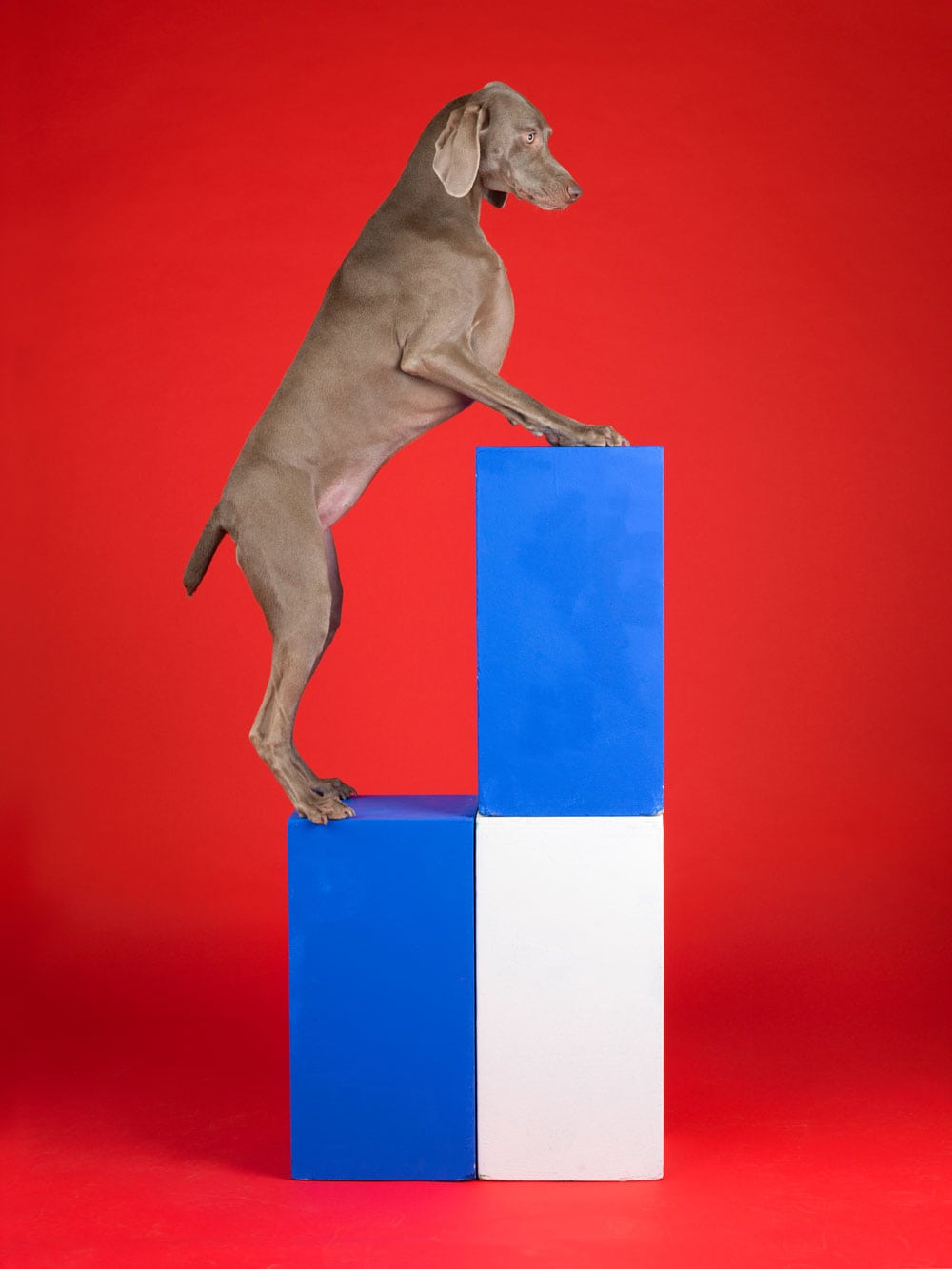 Blocked,-2014,-William-Wegman,-image-courtesy-Huxley-Parlour