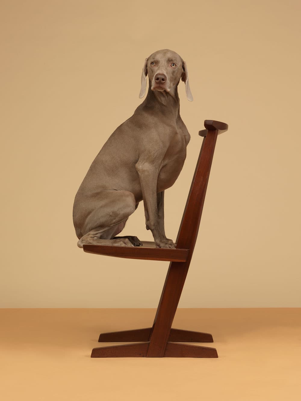 Cantilever,-2015,-William-Wegman,-image-courtesy-Huxley-Parlour