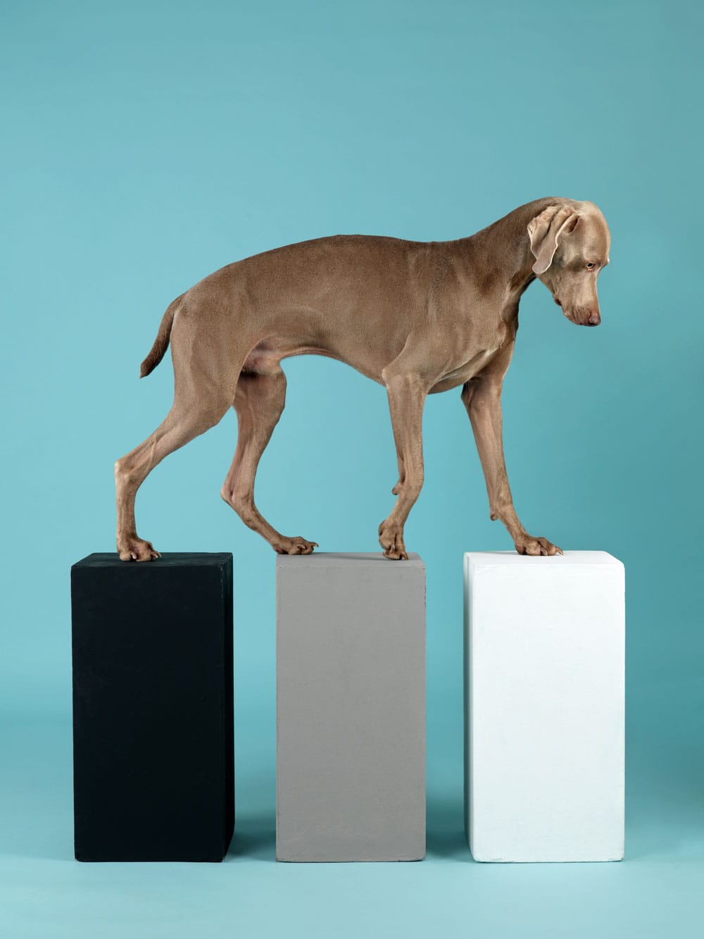 Contact,-2014,-William-Wegman,-image-courtesy-Huxley-Parlour