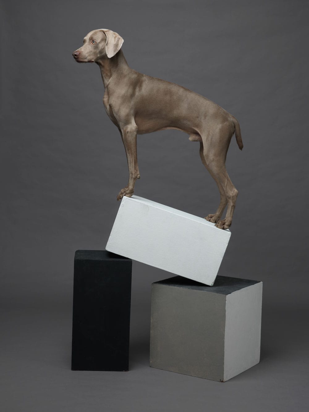 Cubist,-2015,-William-Wegman,-image-courtesy-Huxley-Parlour