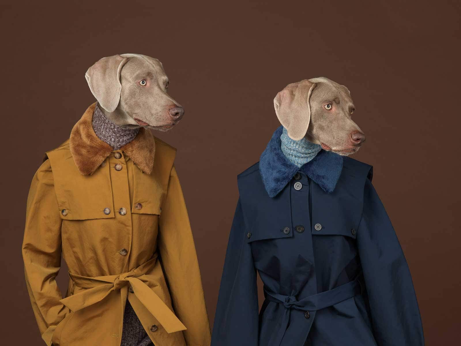 Looking-Right,-2015,-William-Wegman,-image-courtesy-Huxley-Parlour