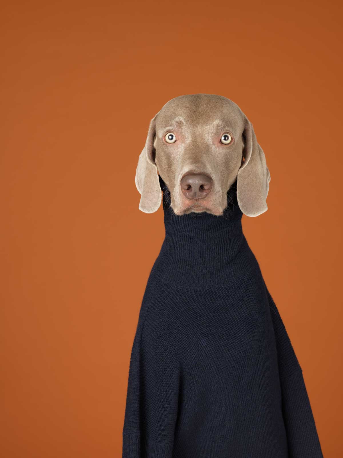 Turtle-Neck,-2015,-William-Wegman,-image-courtesy-Huxley-Parlour