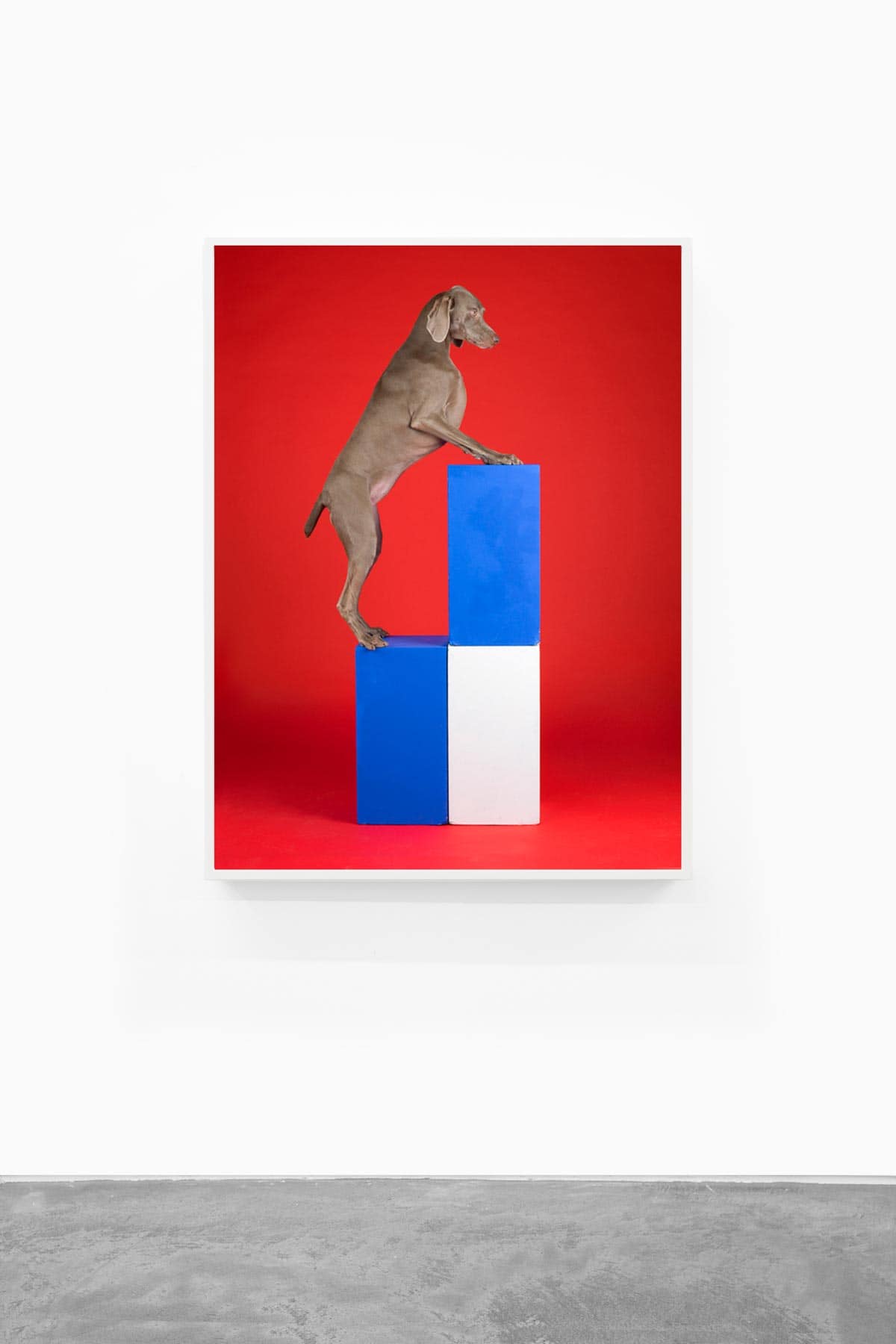 William-Wegman,-Blocked,-2014,-Pigment-print,-30-x-23-inches,-Huxley-Parlour