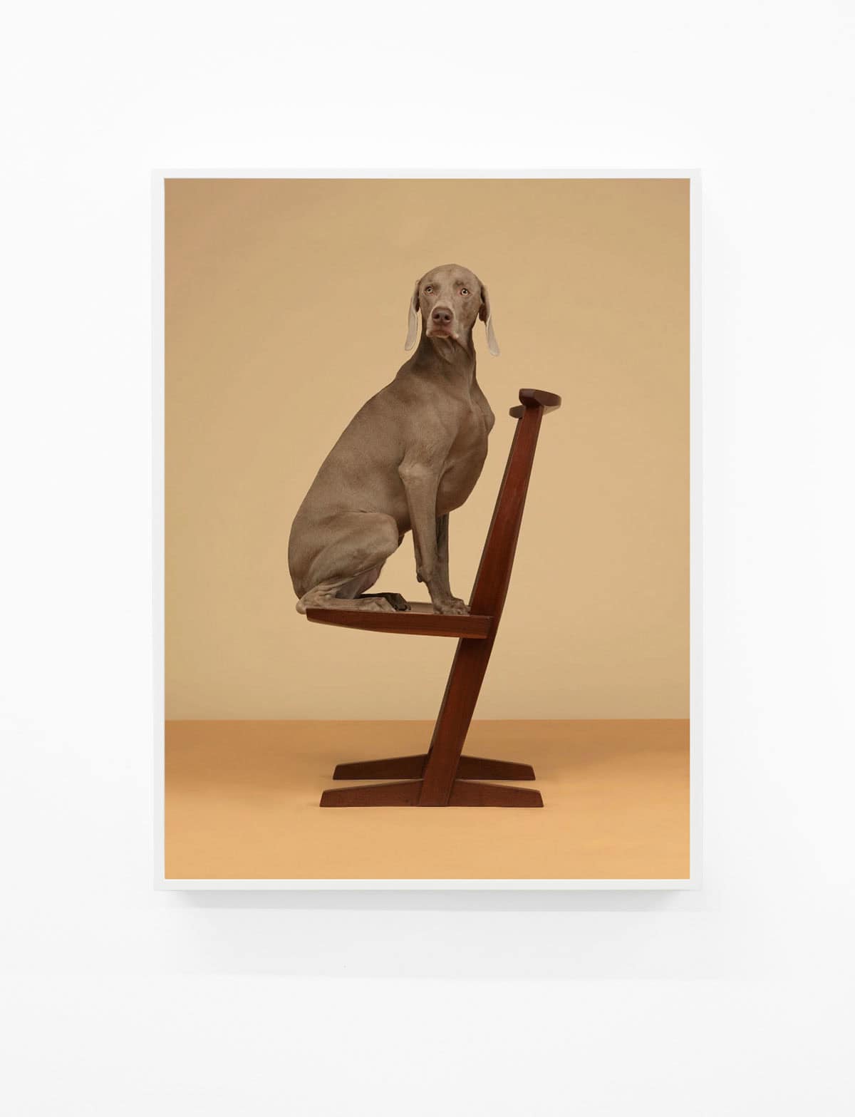 William-Wegman,-Cantilever,-2015,-Pigment-print,-44-x-34-inches,-Huxley-Parlour