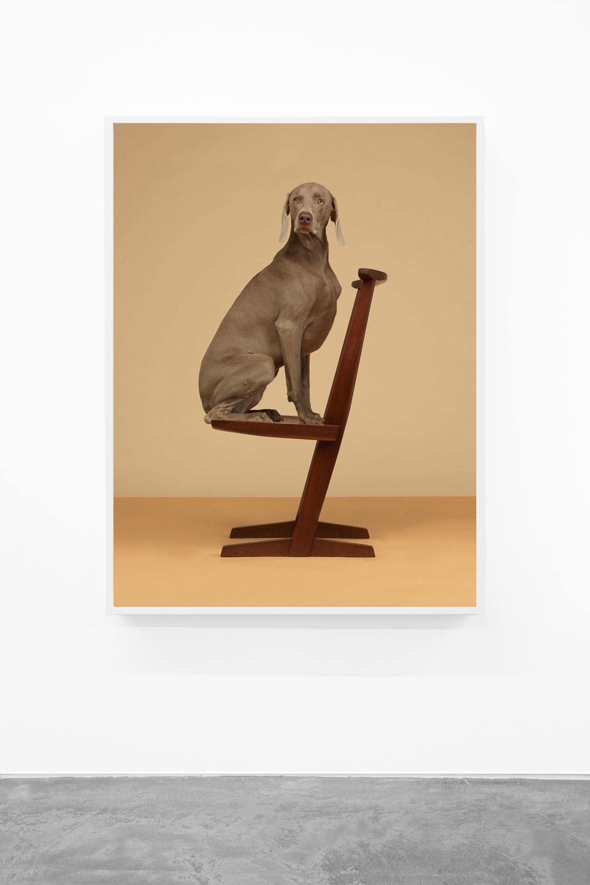 William-Wegman,-Cantilever,-2015,-Pigment-print,-44-x-34-inches,-Huxley-Parlour