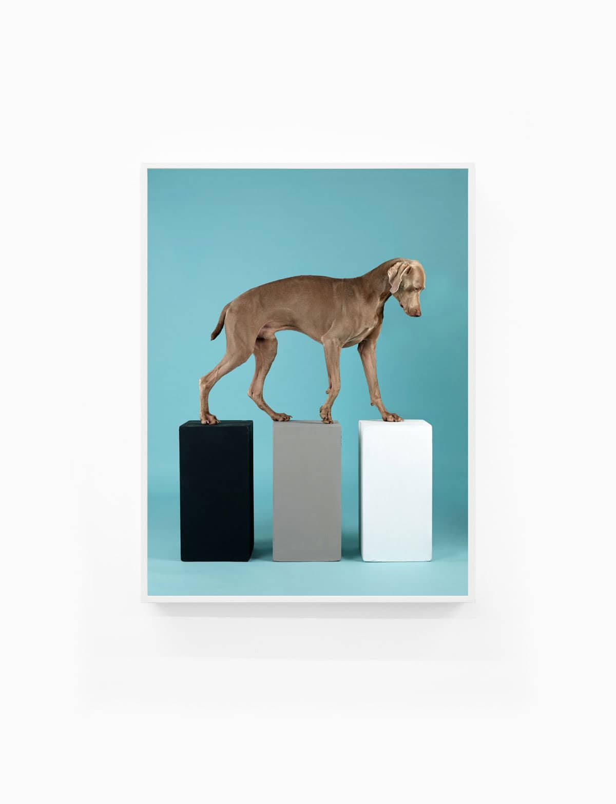 William-Wegman,-Contact,-2014,-Pigment-print,-30-x-23-inches,-Huxley-Parlour