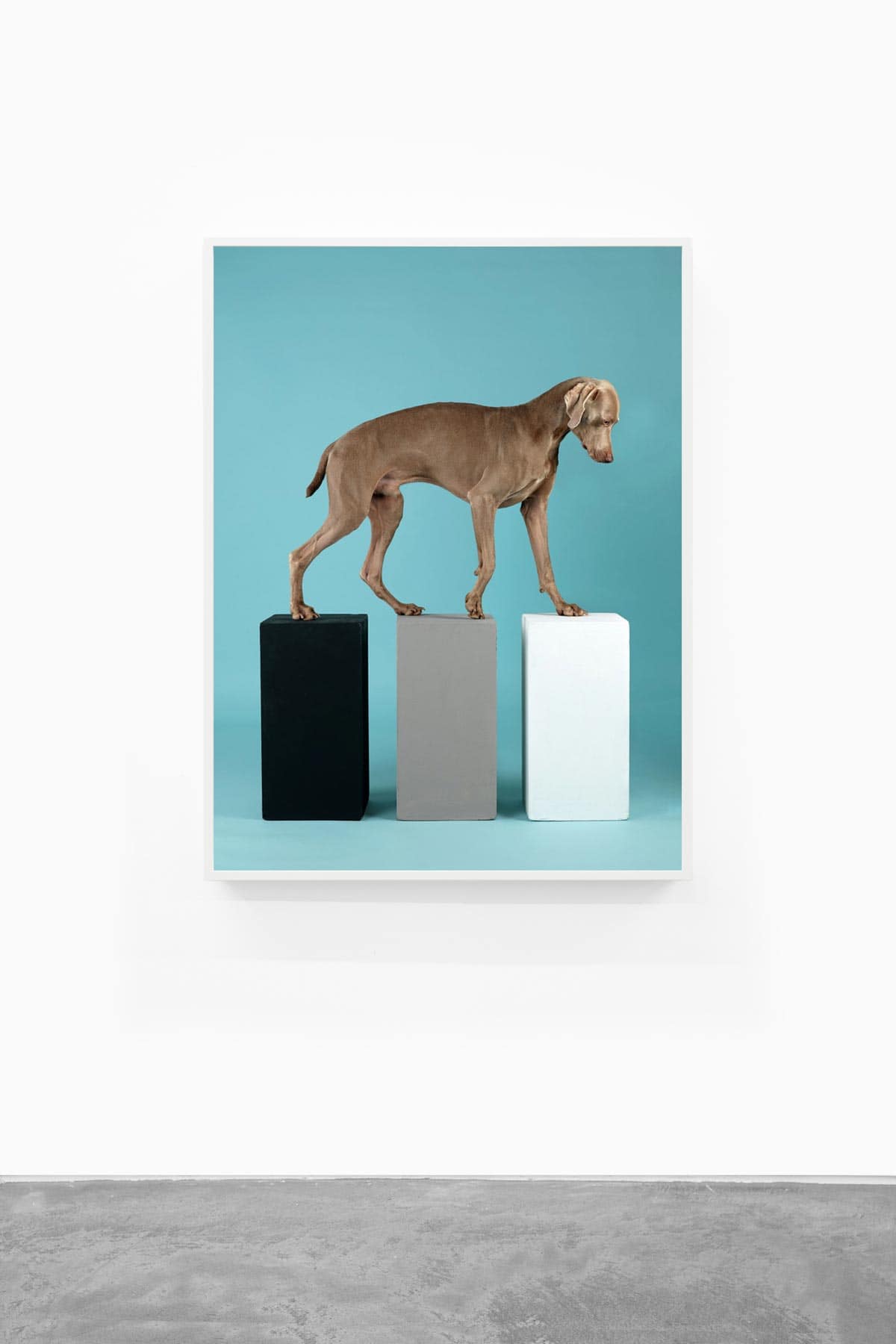 William-Wegman,-Contact,-2014,-Pigment-print,-30-x-23-inches,-Huxley-Parlour