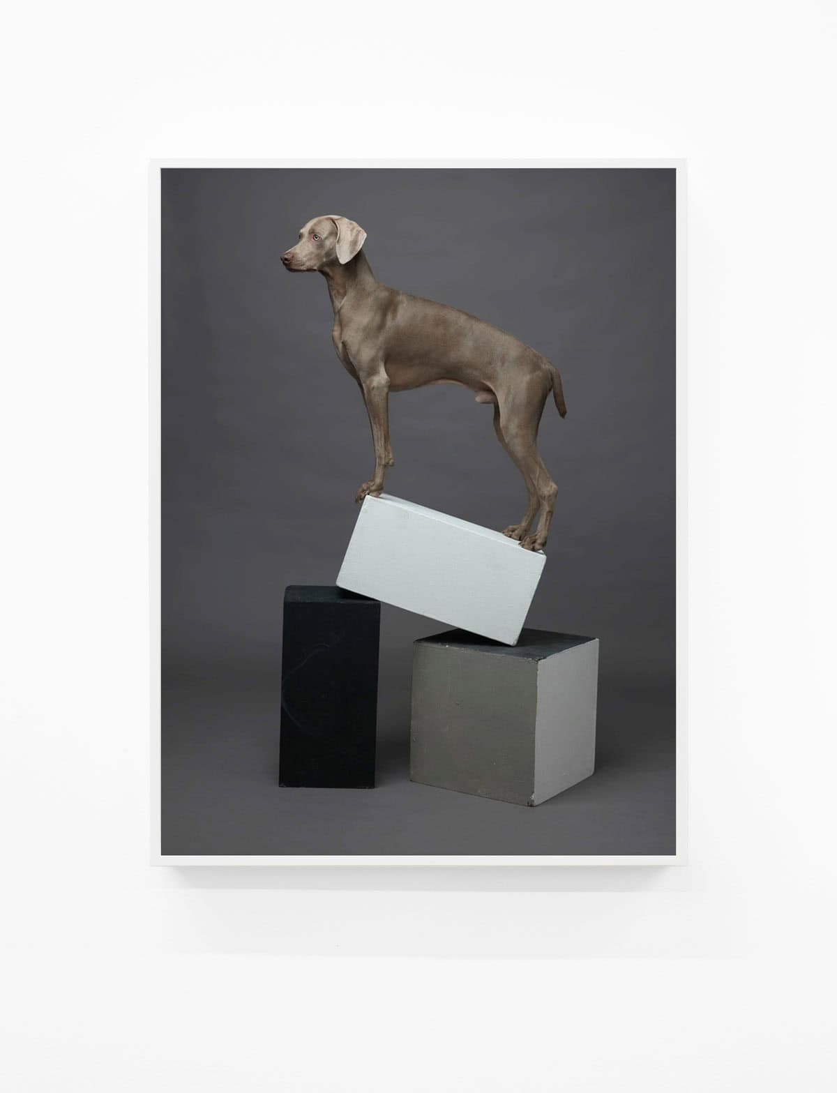 William-Wegman,-Cubist,-2015,-Pigment-print,-44-x-34-inches,-Huxley-Parlour