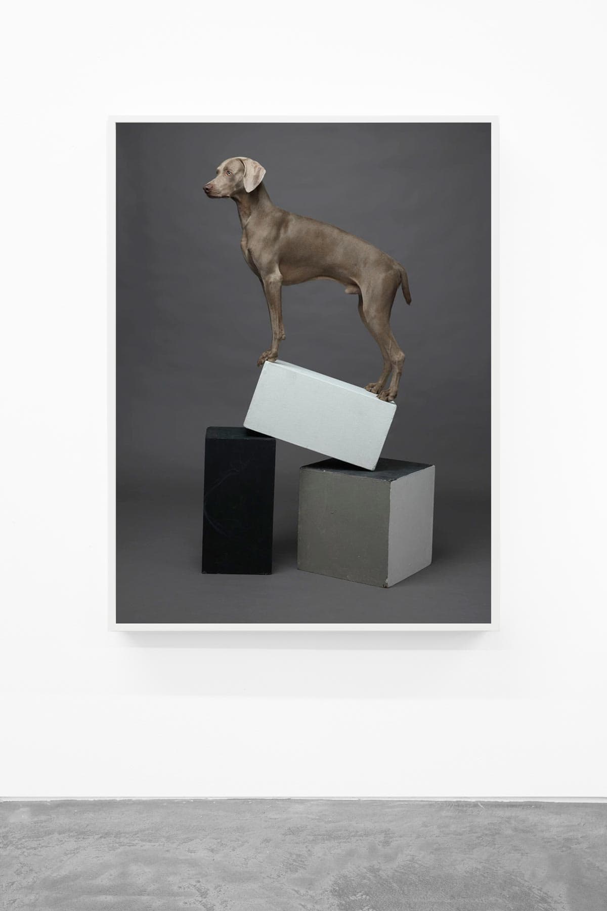 William-Wegman,-Cubist,-2015,-Pigment-print,-44-x-34-inches,-Huxley-Parlour