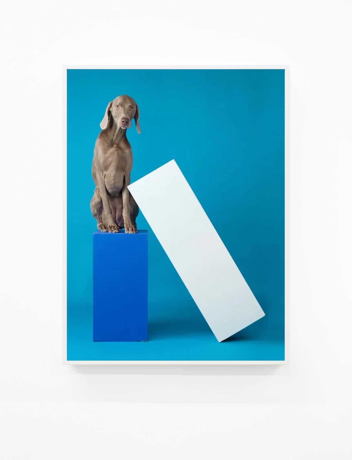 William-Wegman,-Lean-To,-2014,-Pigment-print,-44-x-34-inches,-Huxley-Parlour