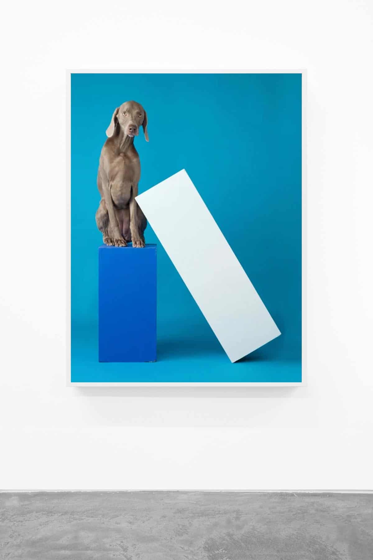 William-Wegman,-Lean-To,-2014,-Pigment-print,-44-x-34-inches,-Huxley-Parlour