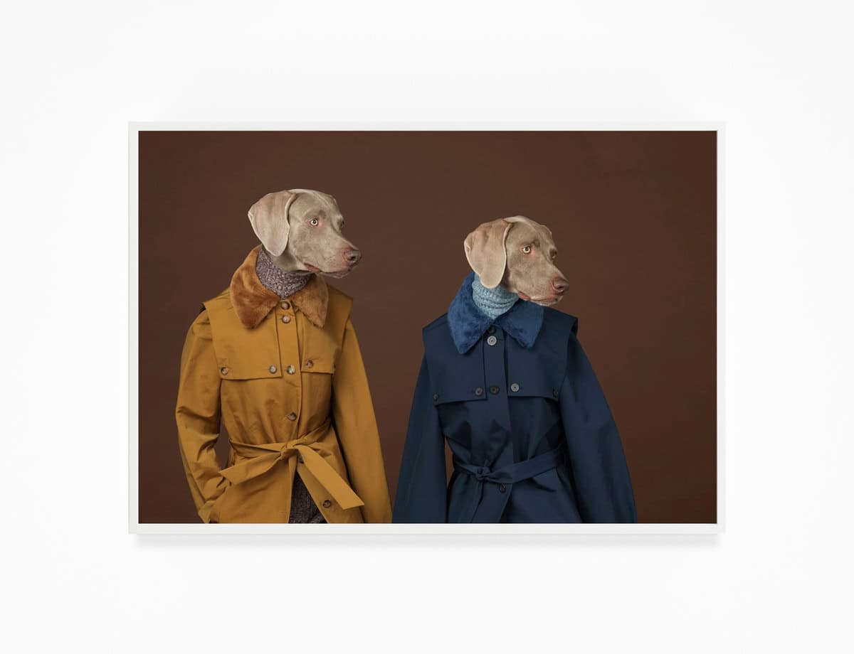 William-Wegman,-Looking-Right,-2015,-Pigment-print,-44-x-34-inches,-Huxley-Parlour