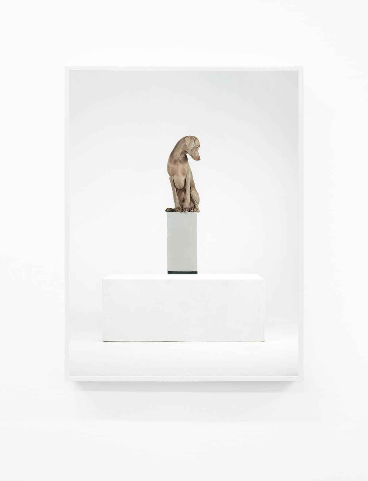 William-Wegman,-Lower-Case,-2014,-Pigment-print,-44-x-34-inches,-Huxley-Parlour