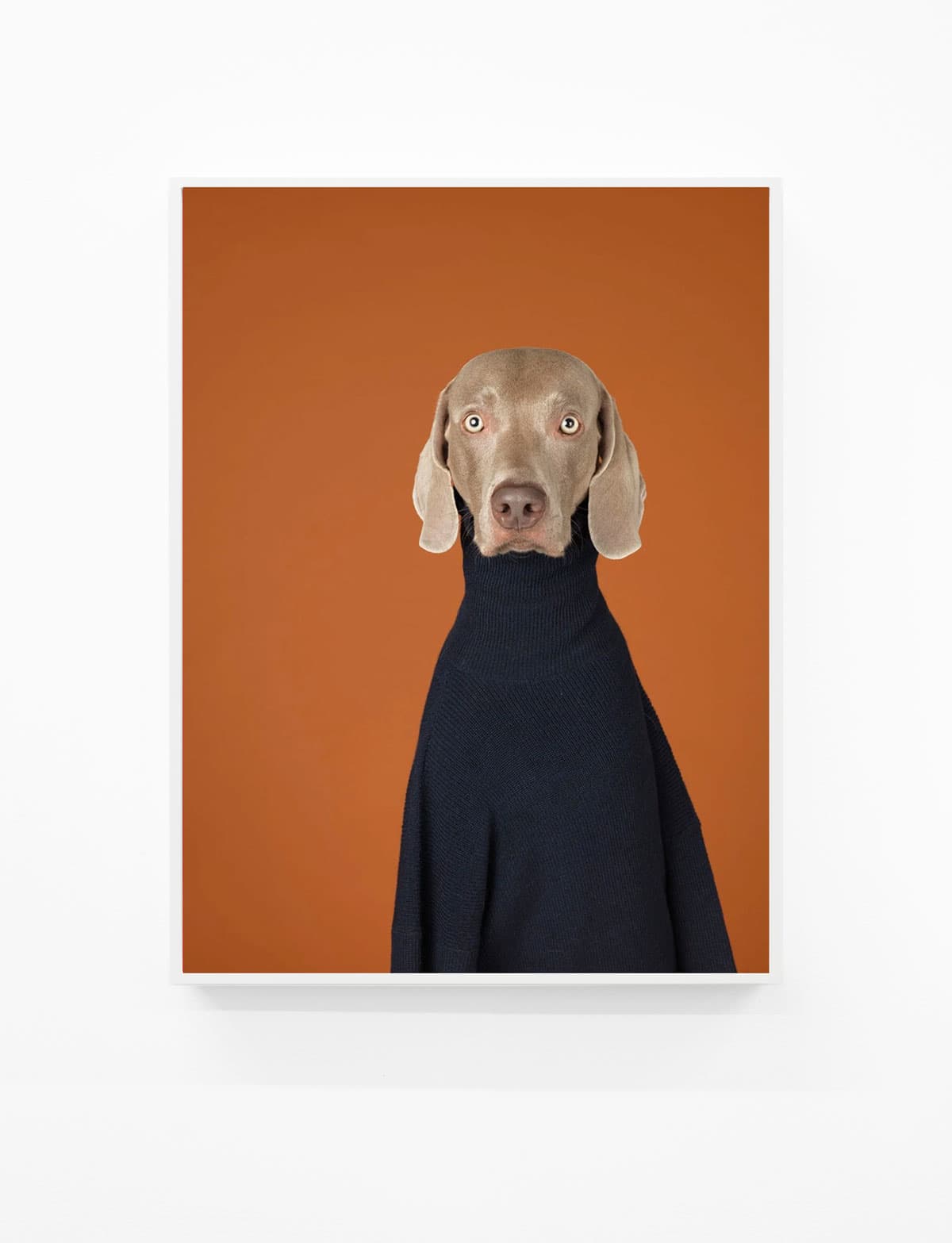 William-Wegman,-Turtle-Neck,-2015,-Pigment-print,-44-x-34-inches,-Huxley-Parlour
