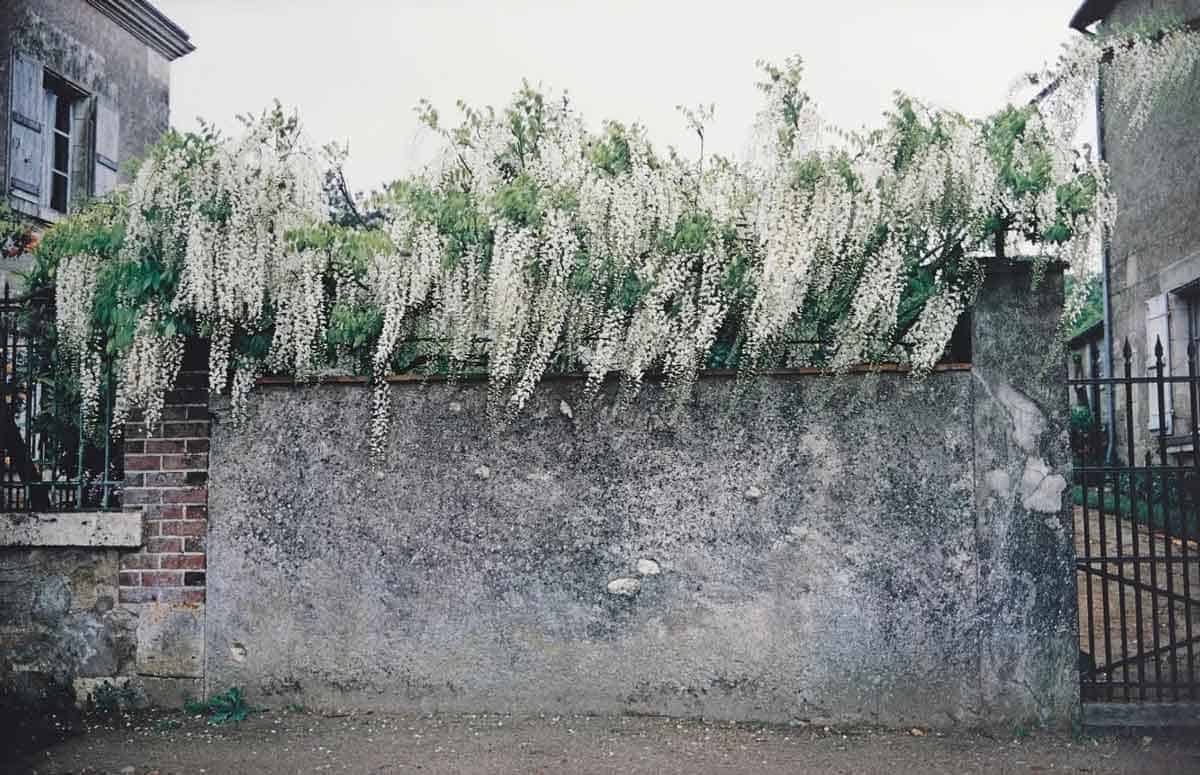 Joel Meyerowitz