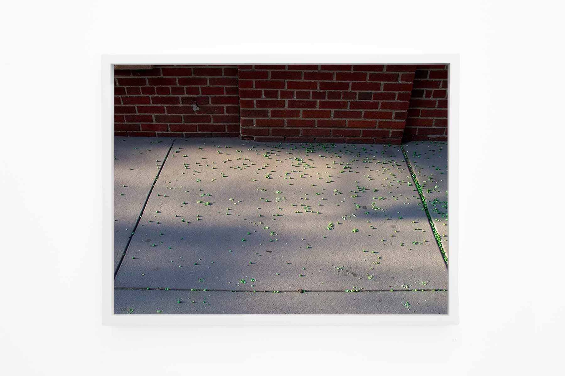 Photo of peas scattered on a pavement.