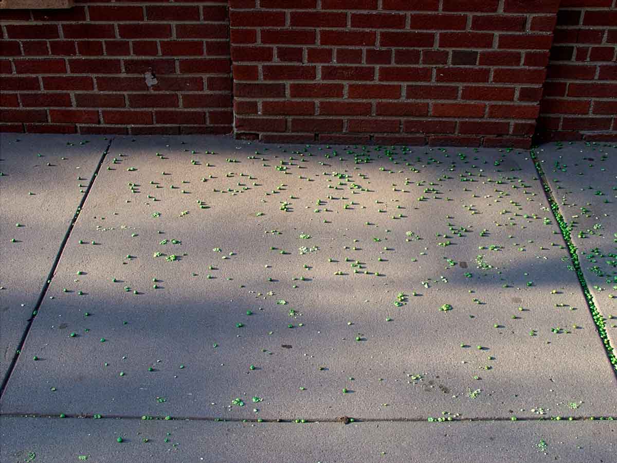 Joel Meyerowitz, Brooklyn, New York City, 2001, Archival pigment print