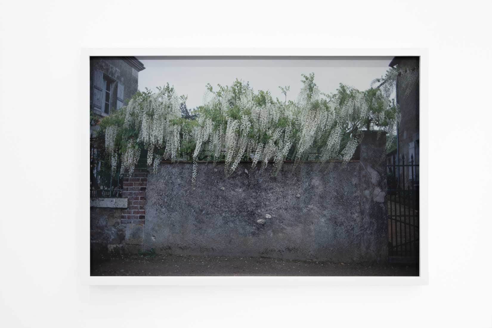 Photo of a wall with white flowers.